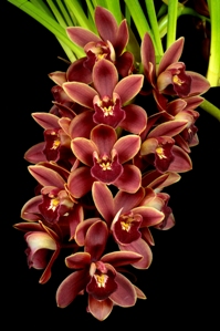 Cymbidium Mellie Cruz Manny HCC/AOS 77 pts. Inflorescence